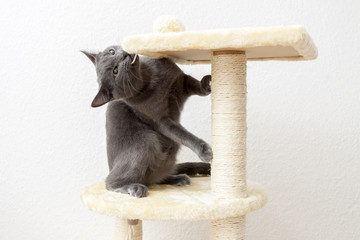 Young gray cat playing on a cat tree