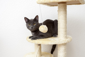Young gray cat lying on a cat tree