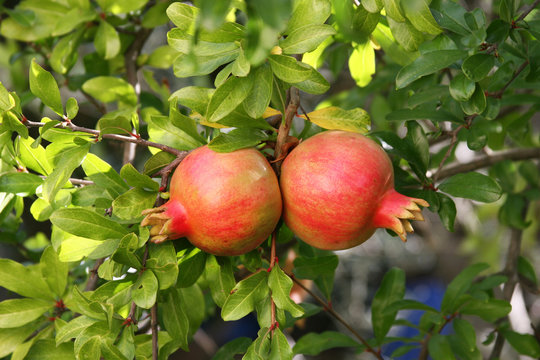 two red pomegranate on a branch