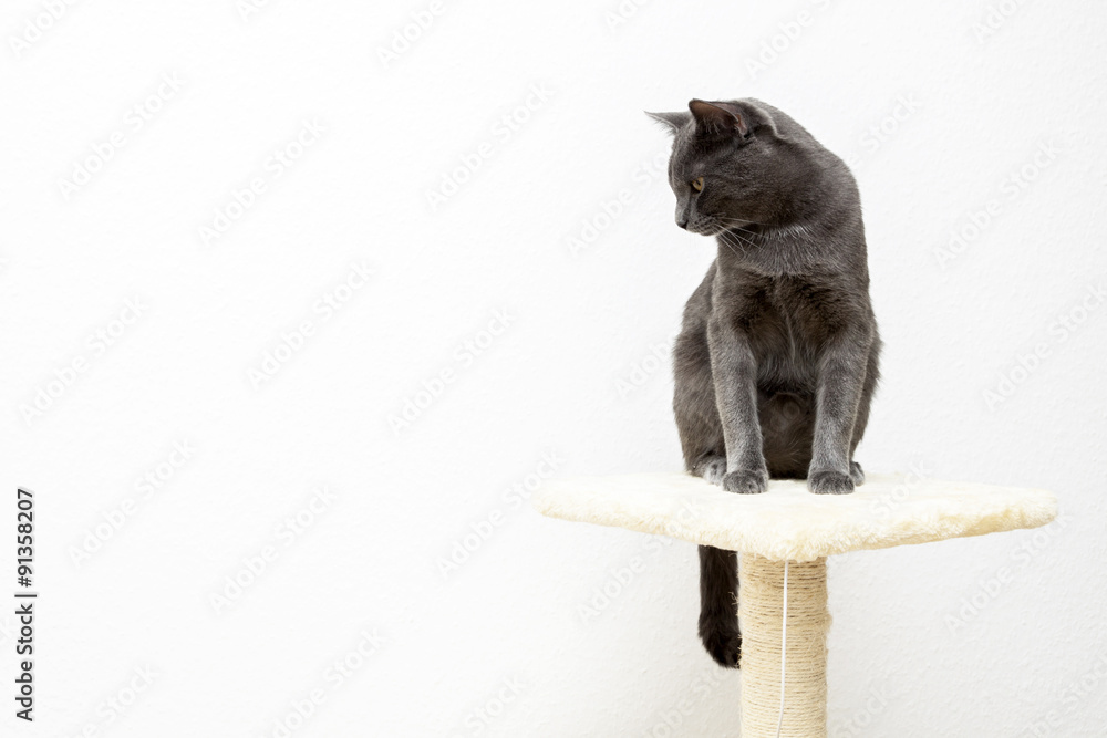 Wall mural young gray cat on cat tree, white background