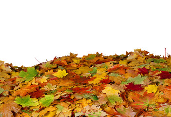 Autumn leaves on white background