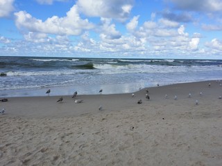 Odpoczywajace ptaki nad morzem © marcingregor