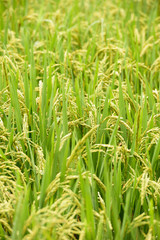 Rice fields on terraced in rainy season at SAPA, Lao Cai, Vietna