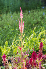 beautiful flower in garden