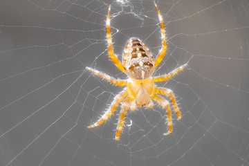 Hungrige Kreuzspinne wartet in ihrem Spinnennetz auf Beute