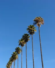 Papier Peint photo Lavable Palmier palmiers s& 39 élevant en diagonale dans le ciel