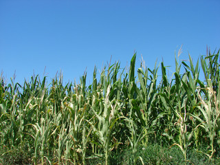 Obraz premium Cornfield with blue sky