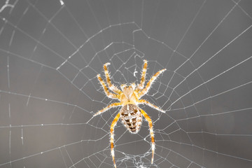 Gartenkreuzspinne lauert in ihrem Spinnennetz