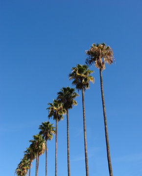 palm trees diagonally rising into the sky