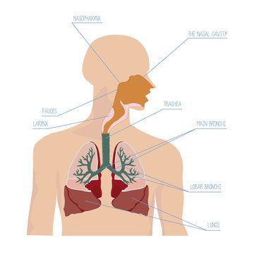 Human respiratory system in vector