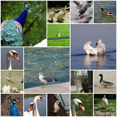 Birds, various species - photo collage
