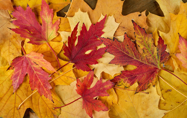 closeup autumn maple leaves as background