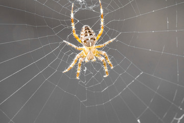 Kreuzspinne in ihrem Spinnennetz verbreitet Angst und Schrecken