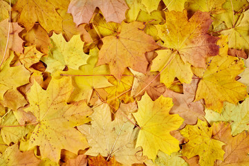 closeup autumn maple leaves as background