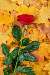 red rose on yellow autumn leaves background