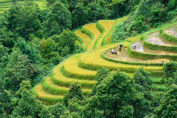 Rice fields on terraced in rainny season at SAPA, Lao Cai, Vietn