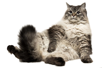 Siberian Neva Masquerade tabi cat
