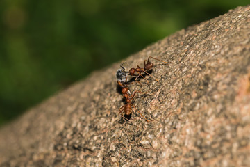 little ant