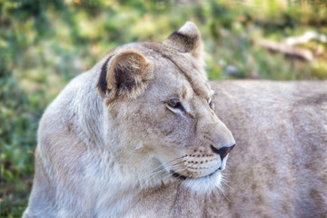 Fototapeta na wymiar lioness with an open mouth