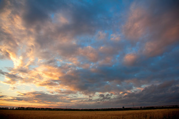 wheat field sunset