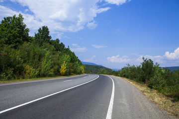 Fototapeta premium Pine tree forest