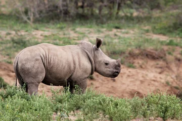 Crédence de cuisine en verre imprimé Rhinocéros un bébé rhinocéros mignon dans la nature
