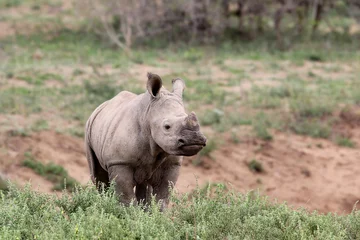 Papier Peint photo autocollant Rhinocéros un mignon bébé rhinocéros à l& 39 état sauvage