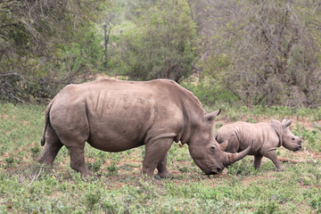 A female rhino / rhinoceros protecting her calf - 91361679