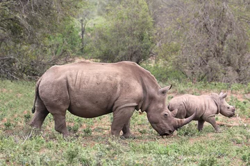 Papier Peint photo Lavable Rhinocéros Un rhinocéros femelle / rhinocéros protégeant son veau