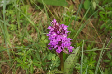 Breitsblättriges Knabenkraut