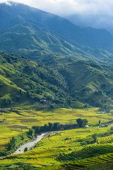 Fototapeta na wymiar Rice fields on terraced in rainny season at SAPA, Lao Cai, Vietn