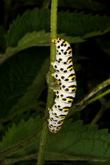 Raupe (Mönchfalter)