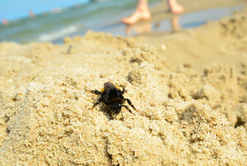 Gefahr Insektenstich