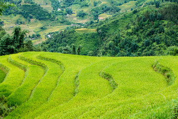 Obraz premium Rice fields on terraced in rainny season at SAPA, Lao Cai, Vietn