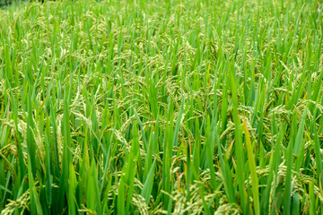 Rice fields on terraced in rainny season at SAPA, Lao Cai, Vietn