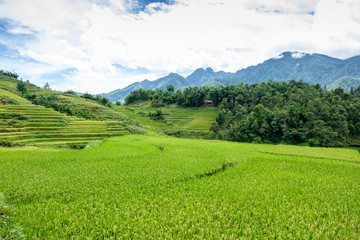 Fototapeta na wymiar Rice fields on terraced in rainy season at SAPA, Lao Cai, Vietna