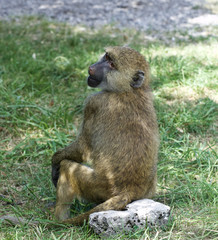 The funny monkey is sitting on the rock