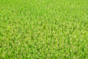 Rice fields on terraced in rainny season at SAPA, Lao Cai, Vietn