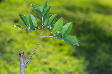 Obraz premium Leaf in garden