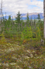 Tundra in the foothills of Putorana plateau.