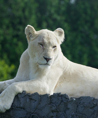 Bored white lion