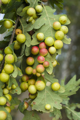 Galasy na liściach dębu