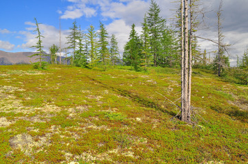 Tundra in the foothills of Putorana plateau.
