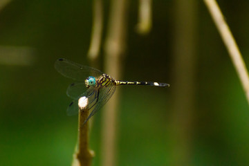 A close-up image of a dragonfly standing on a branch, inside a lush forest. taken at Costa Rica