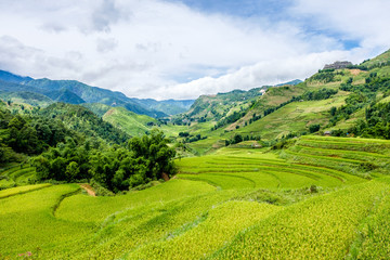 Fototapeta premium Rice fields on terraced in rainny season at SAPA, Lao Cai, Vietn