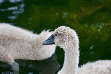 The young mute swan