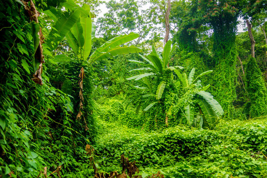 Fototapeta A lush rainforest image, taken on a Costa Rica
