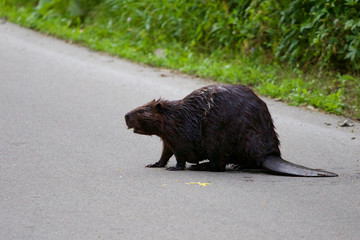 The close-up of the North American beaver © MrWildLife