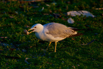 The gull is eating