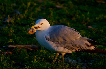 The gull with her food on the sunny evening